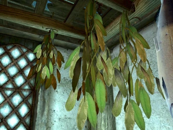 Сушённые эльфийские уши