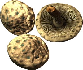 Scaly pholiota