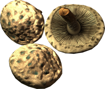 Scaly pholiota