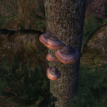 Tinder polypore cap id