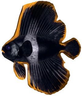 Spadefish