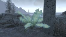 Giantnirnroot