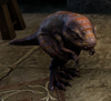 Striated Pony Guar.png