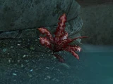 Алый корень Нирна (Skyrim)