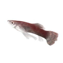 Сиродильский лопатохвост