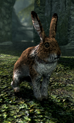 Creature - Rabbit (Skyrim)