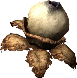 Swamp fungal pod