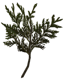 Chokeweed