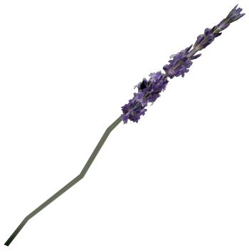 Lavendelzweig