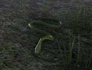 Eine Schlange mit anderer Färbung.