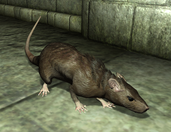 Ratte