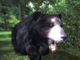 Чорний ведмідь