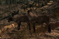 Олень (Skyrim) 2