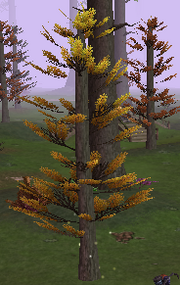 AmberPineTree