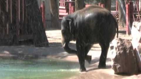 Elephant Playing in Water