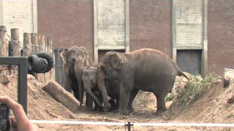 Artis.nl_-_olifantje_Mumba_voor_het_eerst_buiten