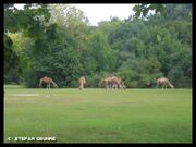 Tierpark Berlin1