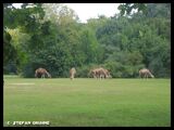 Tierpark Berlin