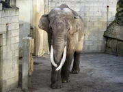 Luka im Osnabrücker Zoo (2019)