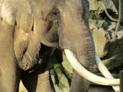 Luka im Osnabrücker Zoo (2019)