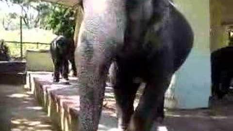 Elephant_in_Yangon_Zoo