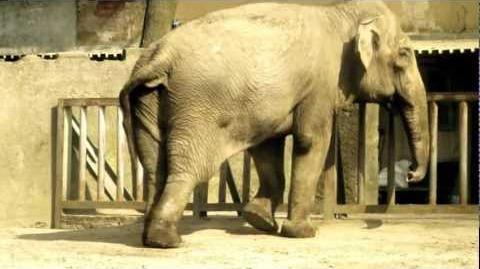 Magda_Dancing_elephant_has_talent_-_Lodz_in_Poland_-_Łódź_ZOO