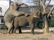 Paarung2.jpg (159 KB) Paarung