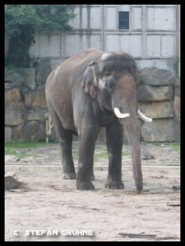 Ankhor1