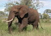 LoxodontaAfricana