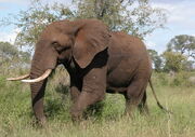 LoxodontaAfricana