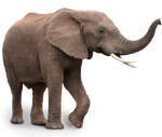 Elefant3