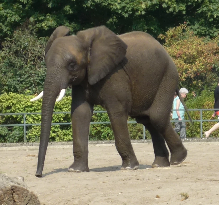 Kando EleWiki Fandom