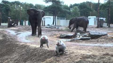 Nieuw verblijf voor olifanten en bavianen