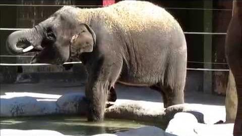Llega a Zoo de Madrid un nuevo grupo de elefantes asiáticos de Sumatra