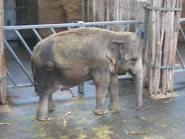 Schoepfi4.jpg (157 KB) Schöpfi vor einer Box