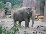 Asiatischer Elefant