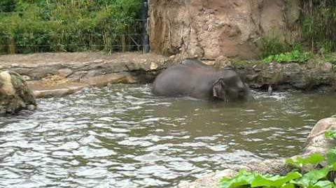 Elephants Playing at Dublin Zoo