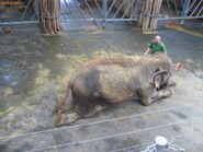 Schoepfi3.jpg (198 KB) Schöpfi bei der Hautpflege