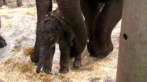 Porntips_Baby_Elephant_Calf_at_Taronga_Zoo_Sydney