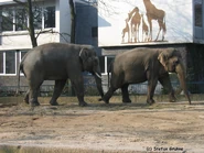 Paarung1.jpg (147 KB) Drumbo und Victor auf der Bullenanlage