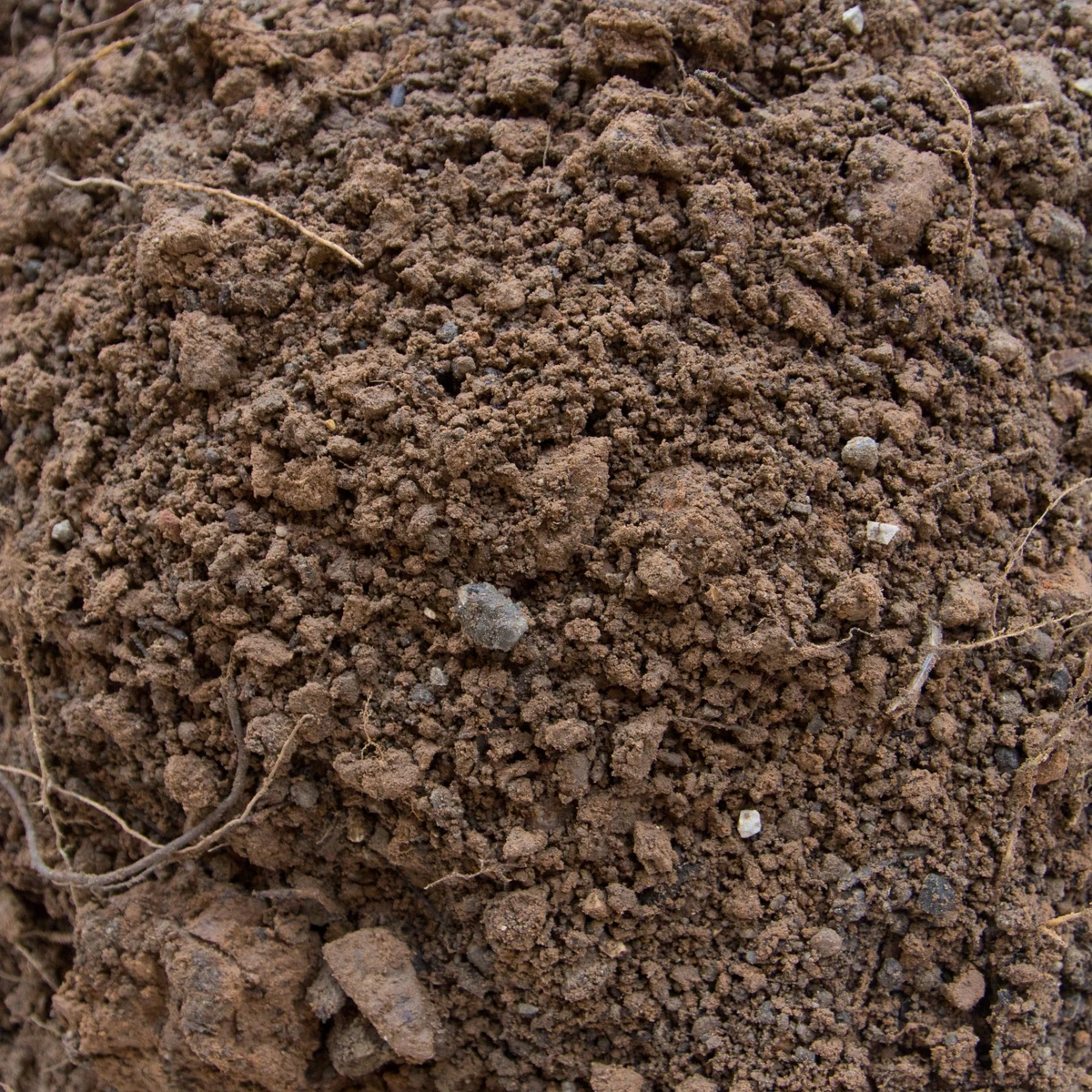 Dirt Elemental on Discord Wiki Fandom