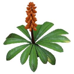 masoniana sansevieria Sansevieria Masoniana Variegated MEDIUM QUALITY