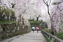 Sakura Walk