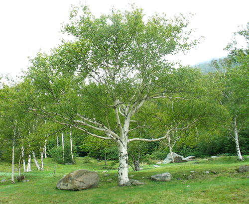 Betula papyrifera - Wikipedia