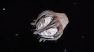 Aster Pod 1