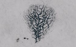 Bacterium-Omentum
