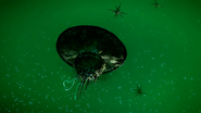 Umbrella Mollusc