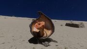 Clypeus lacrimam Orange
