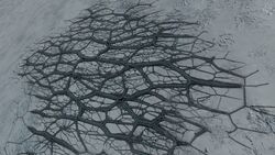 Bacterium-Verrata-White