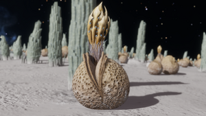 ConchaRenibus